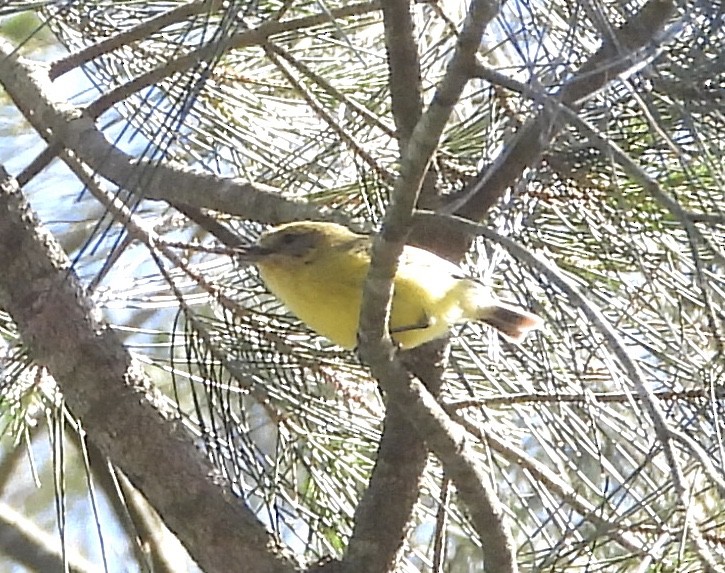 Yellow Thornbill - ML642321619