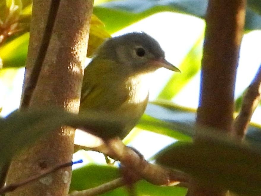 Lesser Greenlet - ML642321639