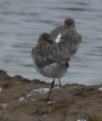 Bar-tailed Godwit - ML642321659