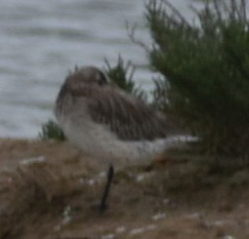 Bar-tailed Godwit - ML642321660