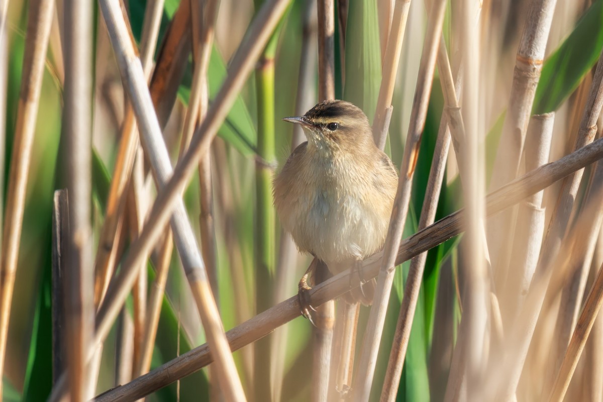 Sedge Warbler - ML642321711