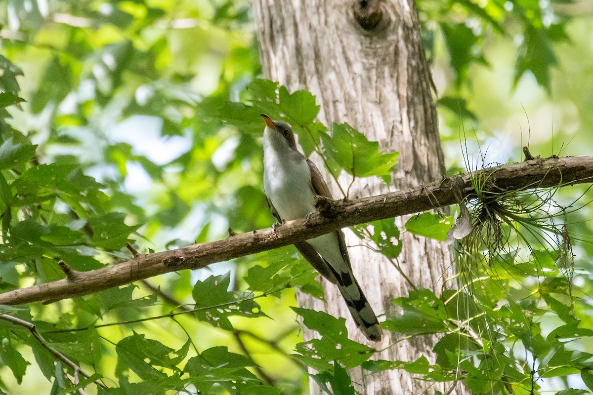 Yellow-billed Cuckoo - ML642321731