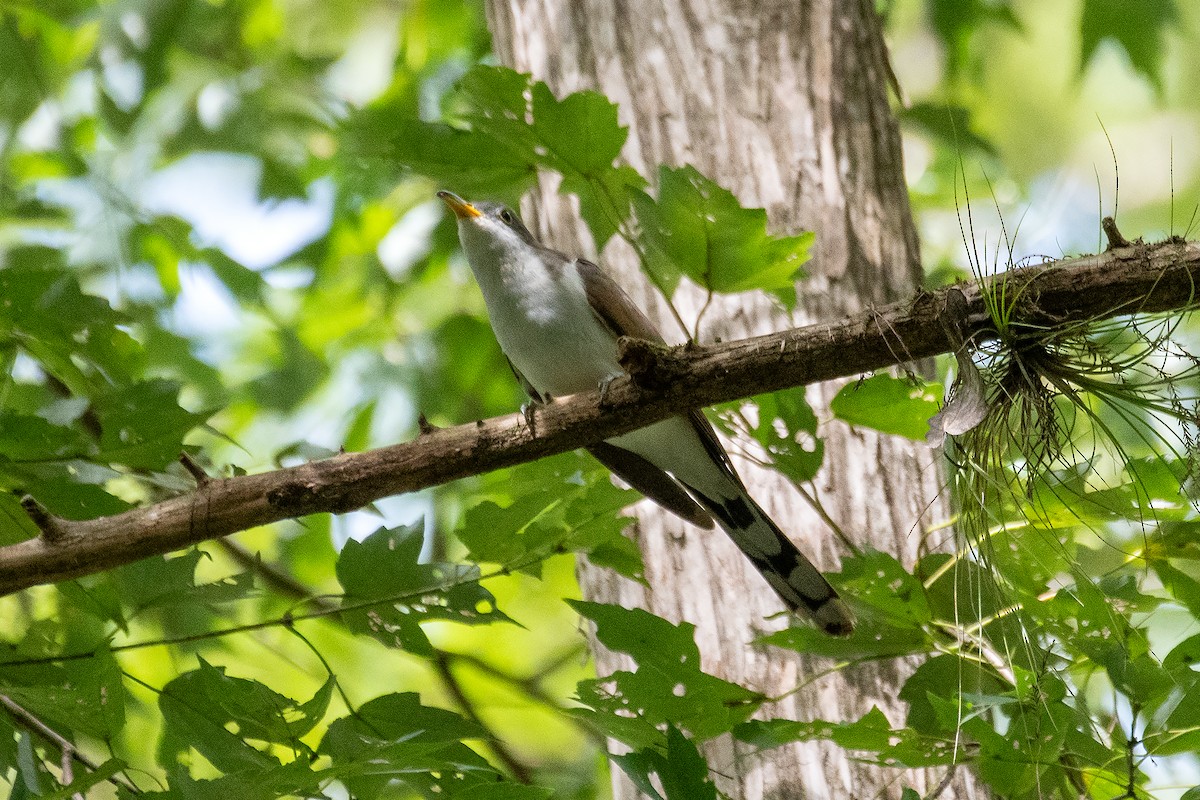 Yellow-billed Cuckoo - ML642321732