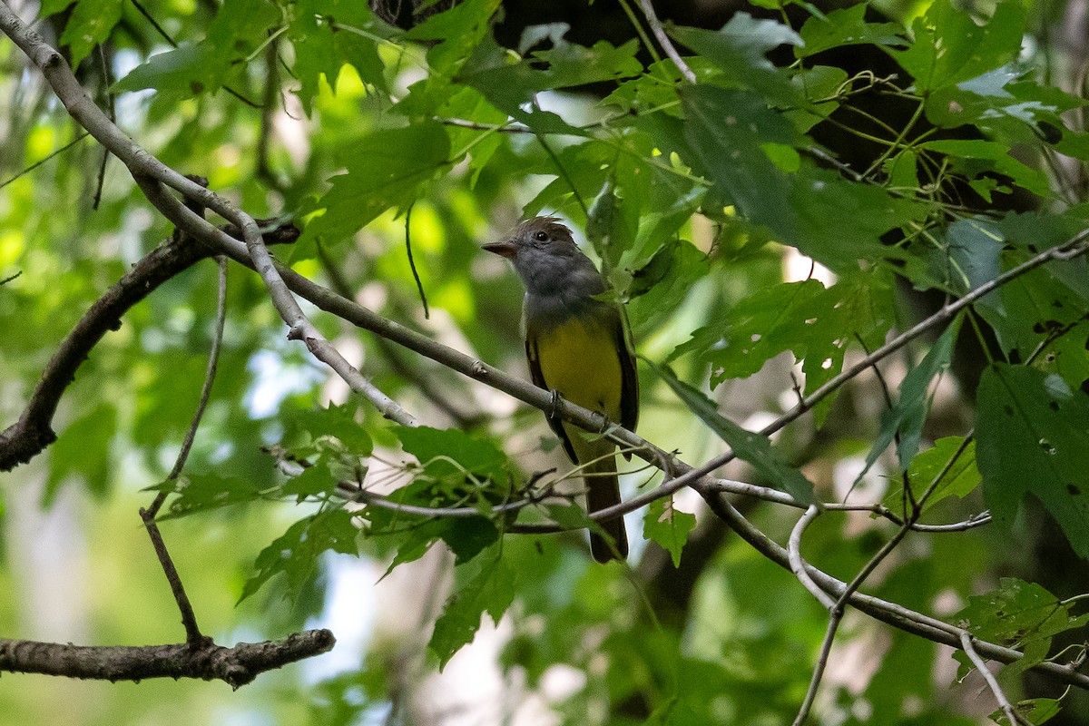 Great Crested Flycatcher - ML642321763