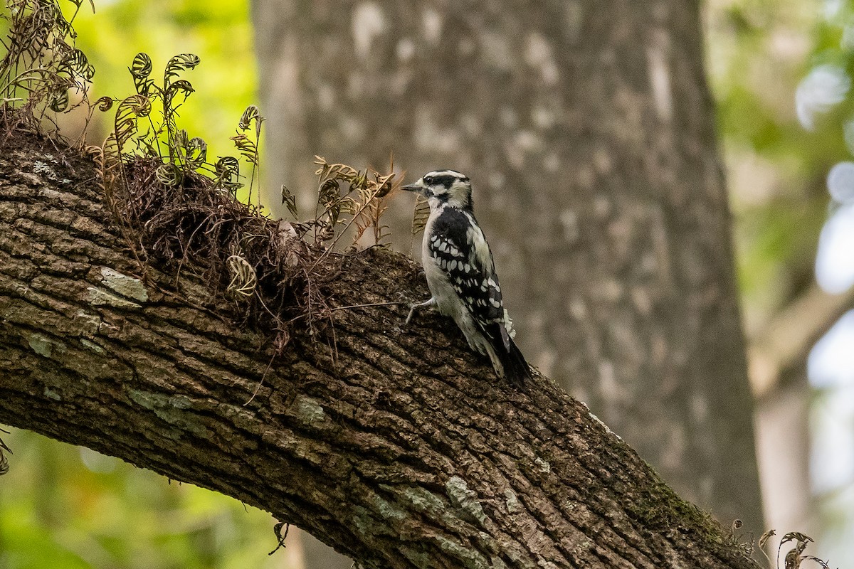 Downy Woodpecker - ML642321795