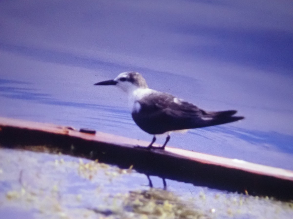 Bridled Tern - Ottavio Janni