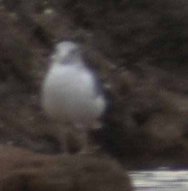 Larus sp. - ML642321806
