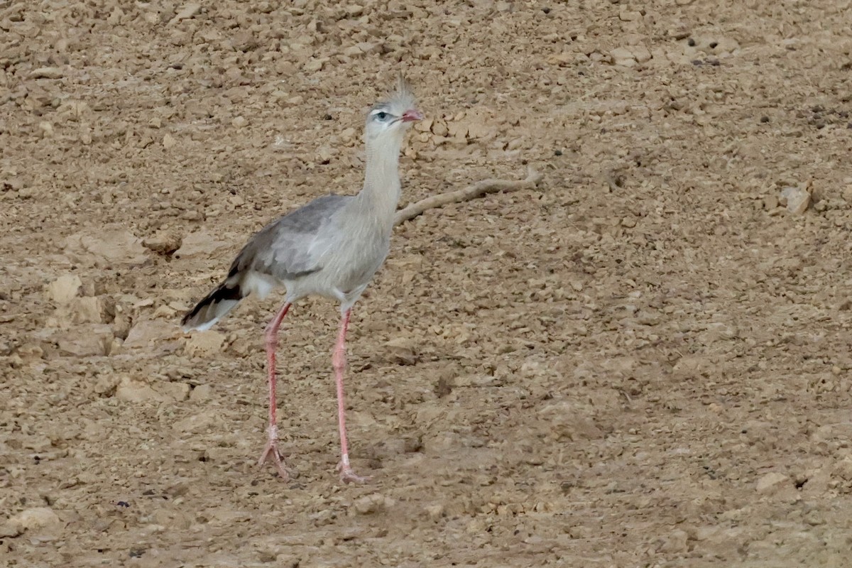 Red-legged Seriema - ML642321808