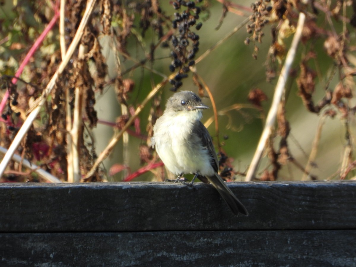 Eastern Phoebe - Tim McGowan