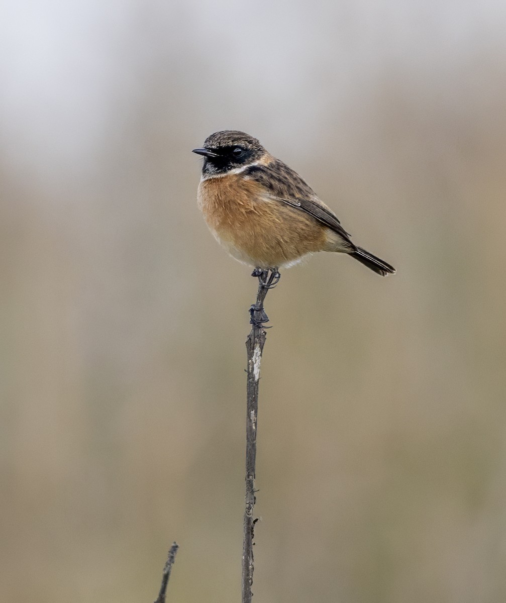 European Stonechat - Mark Rose