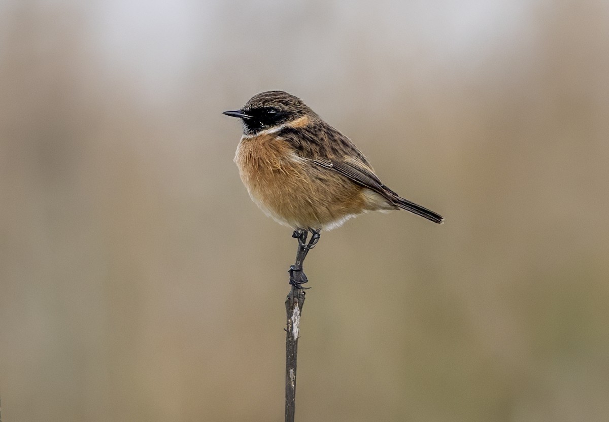 European Stonechat - Mark Rose