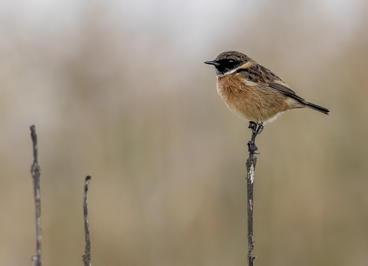 European Stonechat - Mark Rose