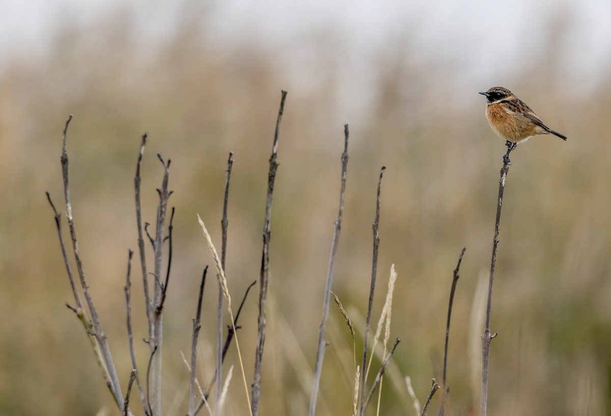 European Stonechat - Mark Rose