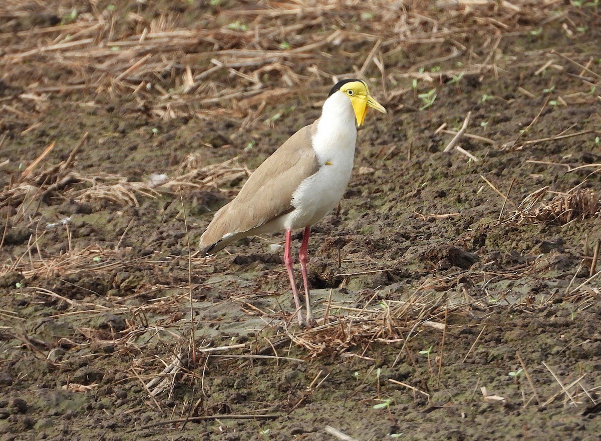 Masked Lapwing - Monica Mesch