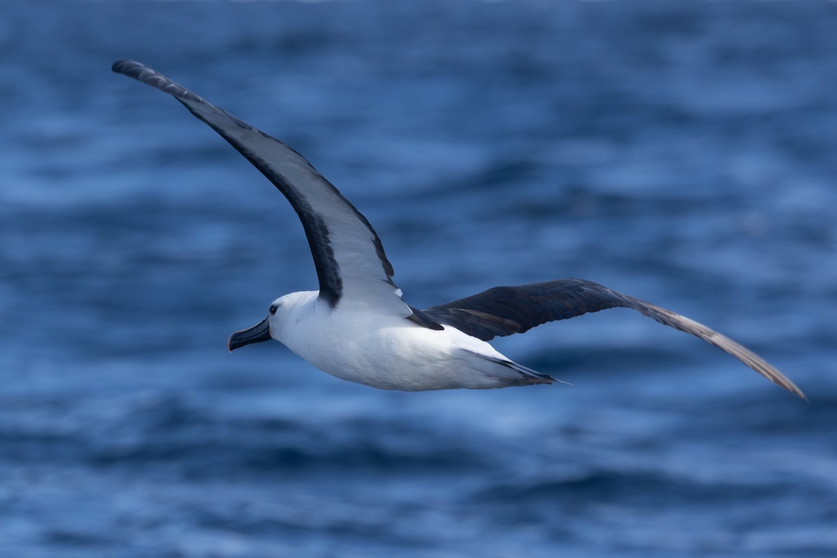 Indian Yellow-nosed Albatross - Jodi Webber