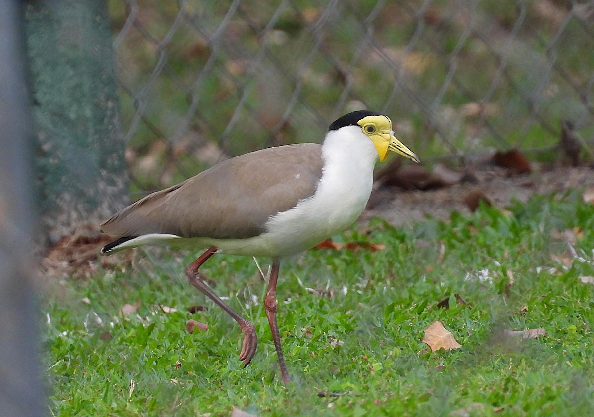 Masked Lapwing - Monica Mesch