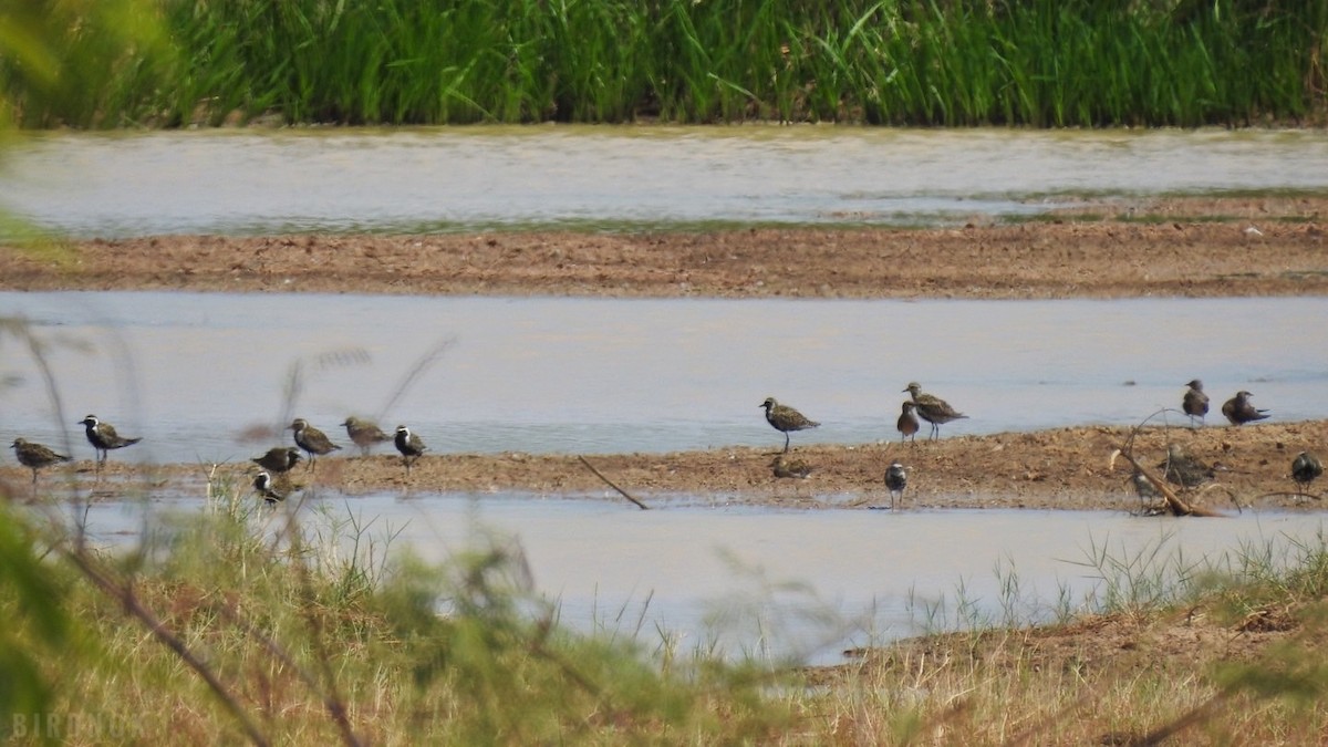 Pacific Golden-Plover - Rounnakorn Thientongtaworn