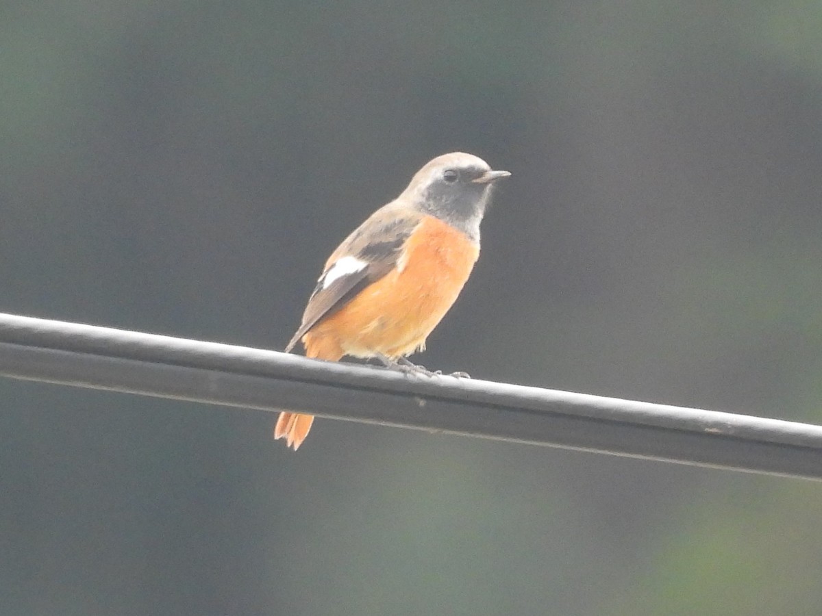 Daurian Redstart - Suyoung Lee