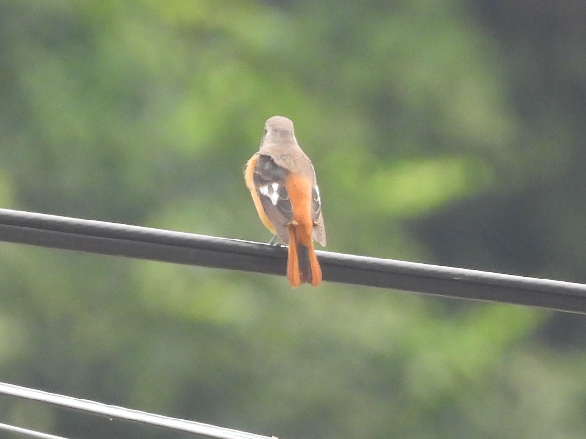 Daurian Redstart - Suyoung Lee