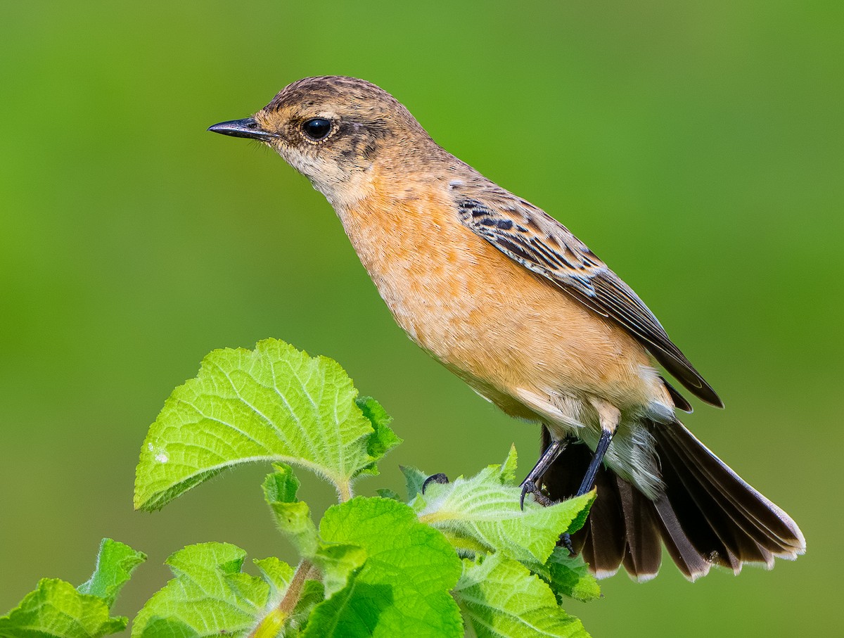 Siberian Stonechat - ML642321848