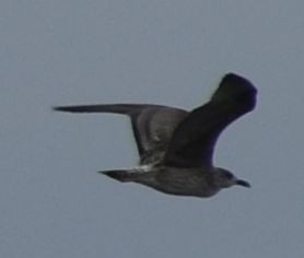 Larus sp. - ML642321849