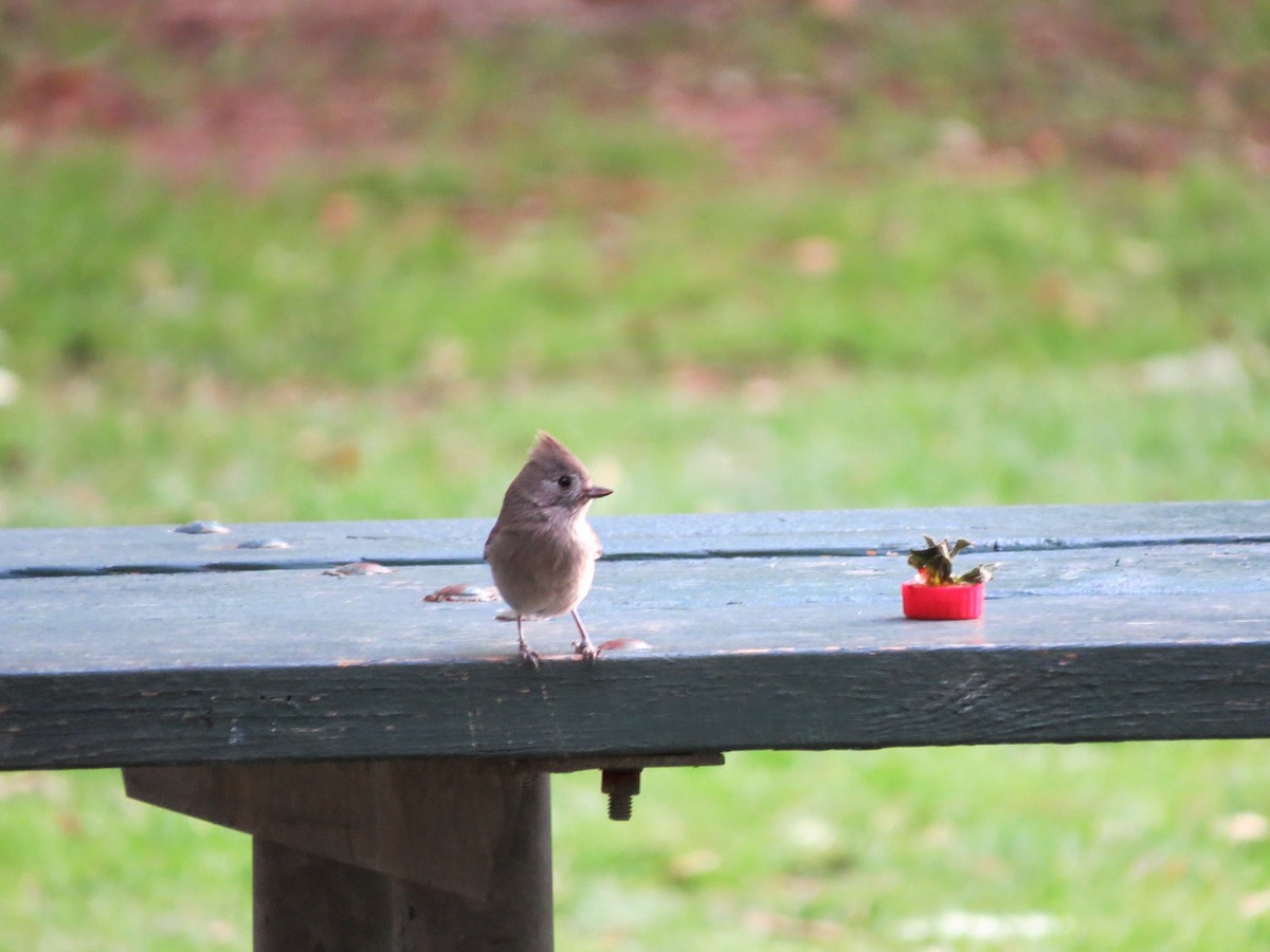 Oak Titmouse - ML642321877