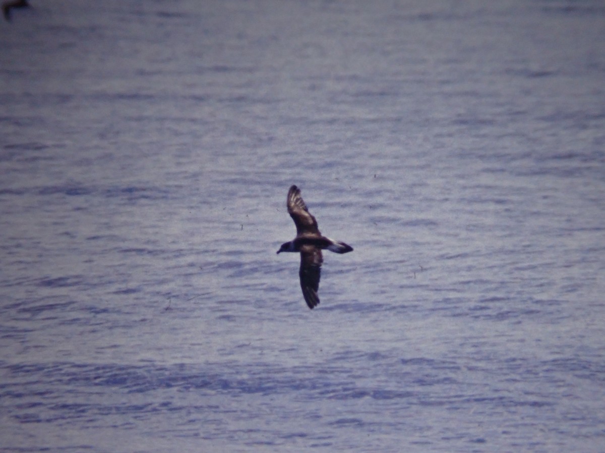 Black-capped Petrel - ML642321941