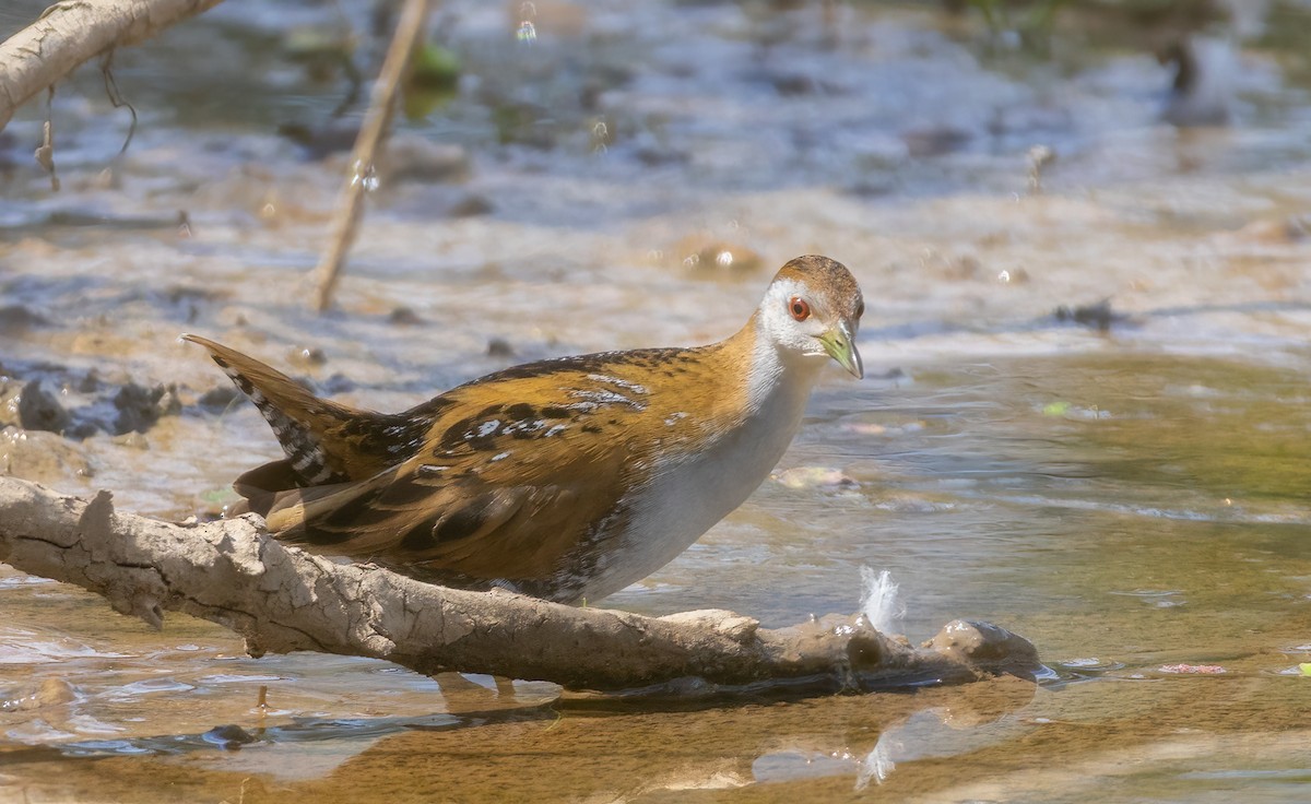 Schiribilla grigiata - ML642321955