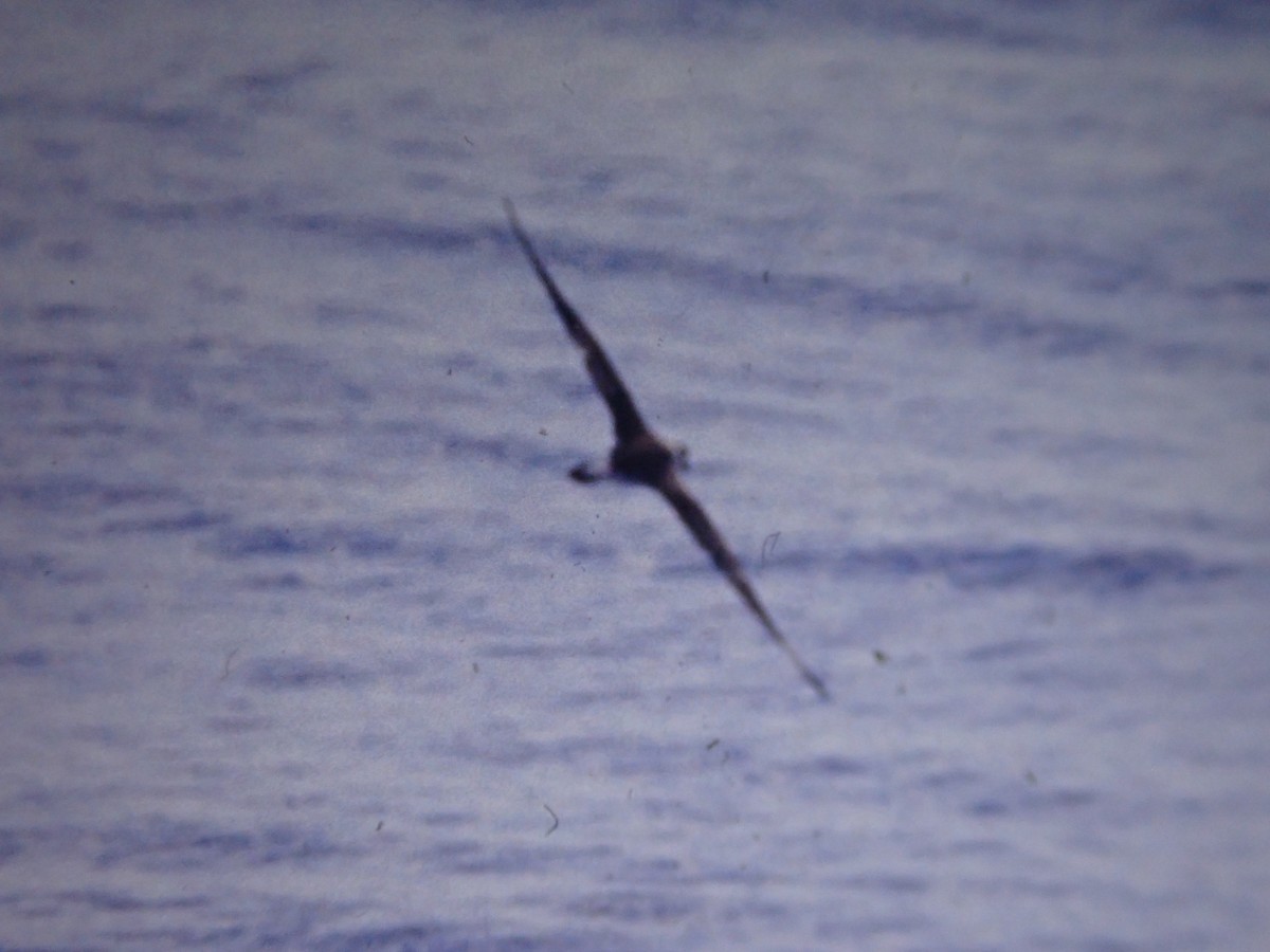 Black-capped Petrel - ML642321963