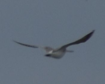 Bar-tailed Godwit - ML642321973