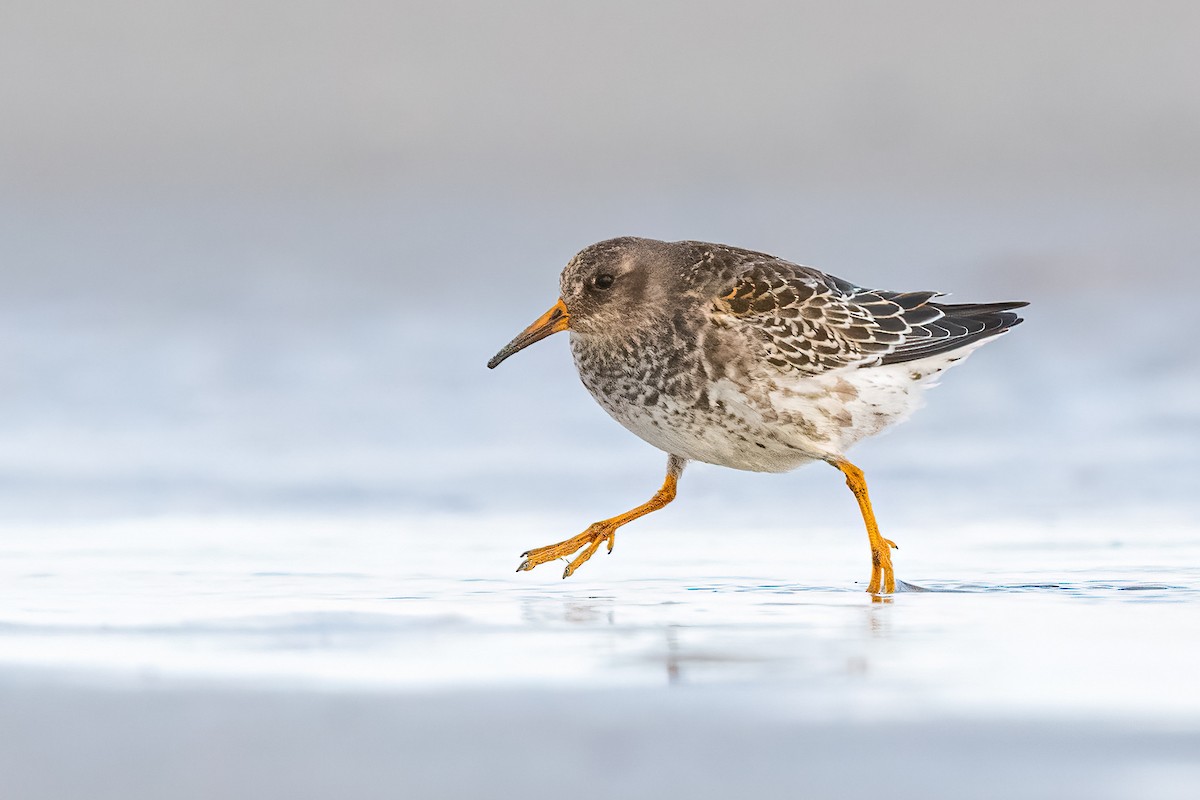 Purple Sandpiper - ML642321975