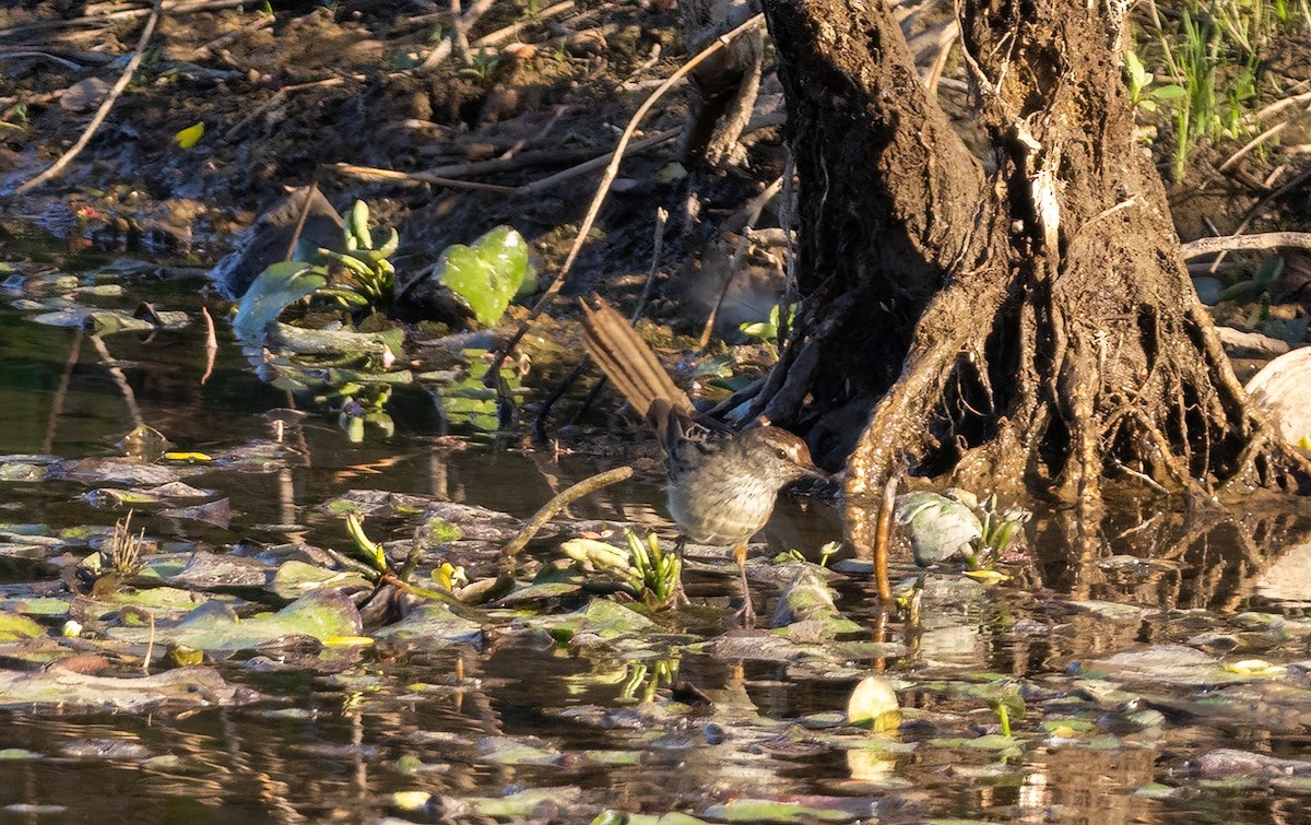 Little Grassbird - ML642322011