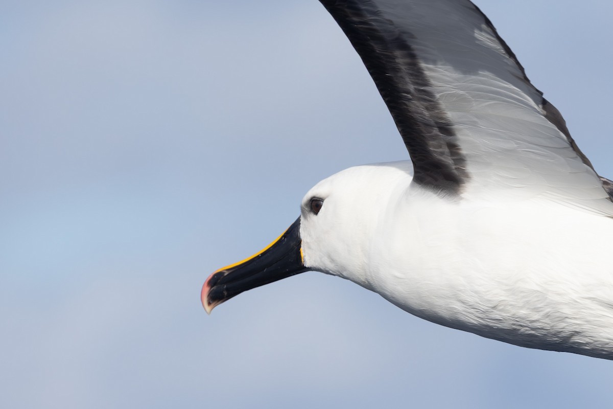Indian Yellow-nosed Albatross - Jodi Webber