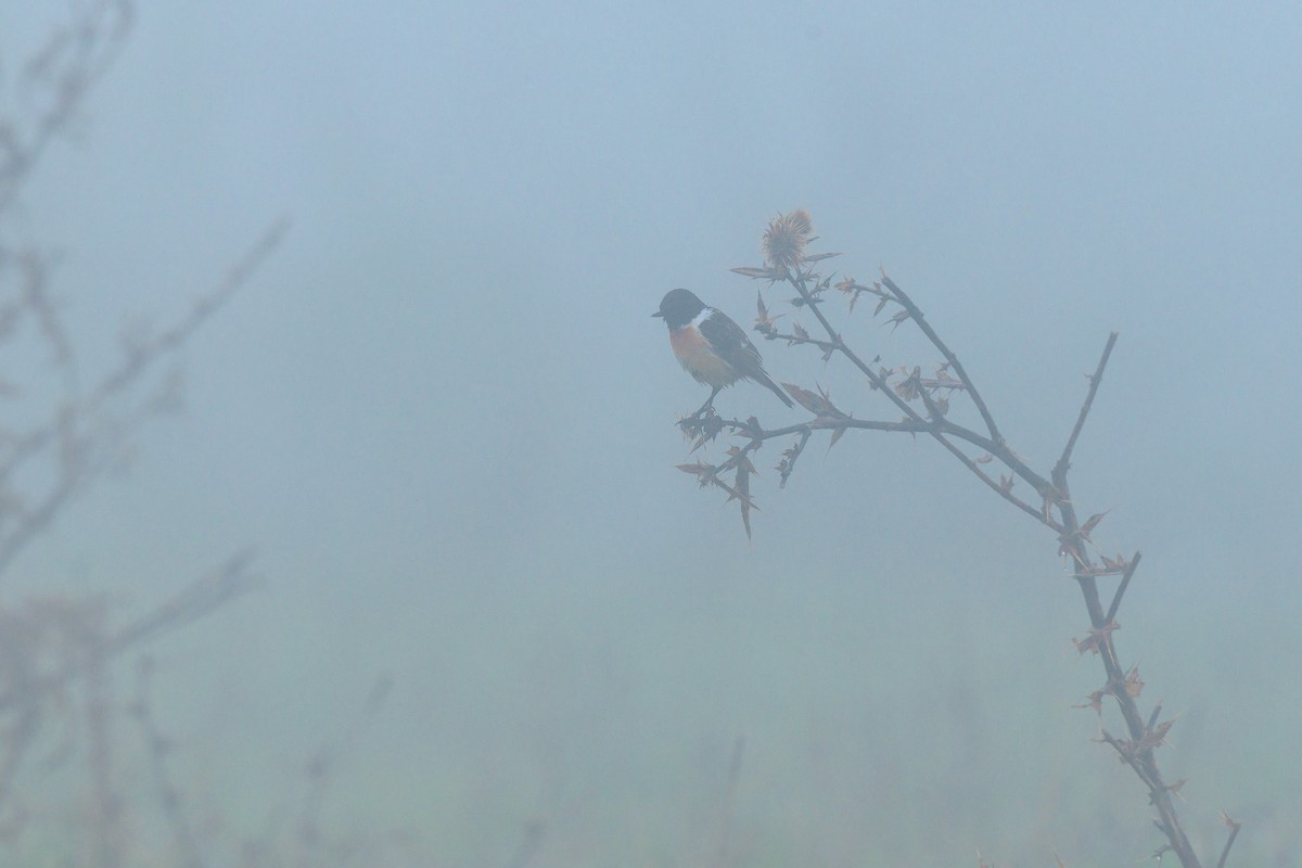 Siberian Stonechat - ML642322062