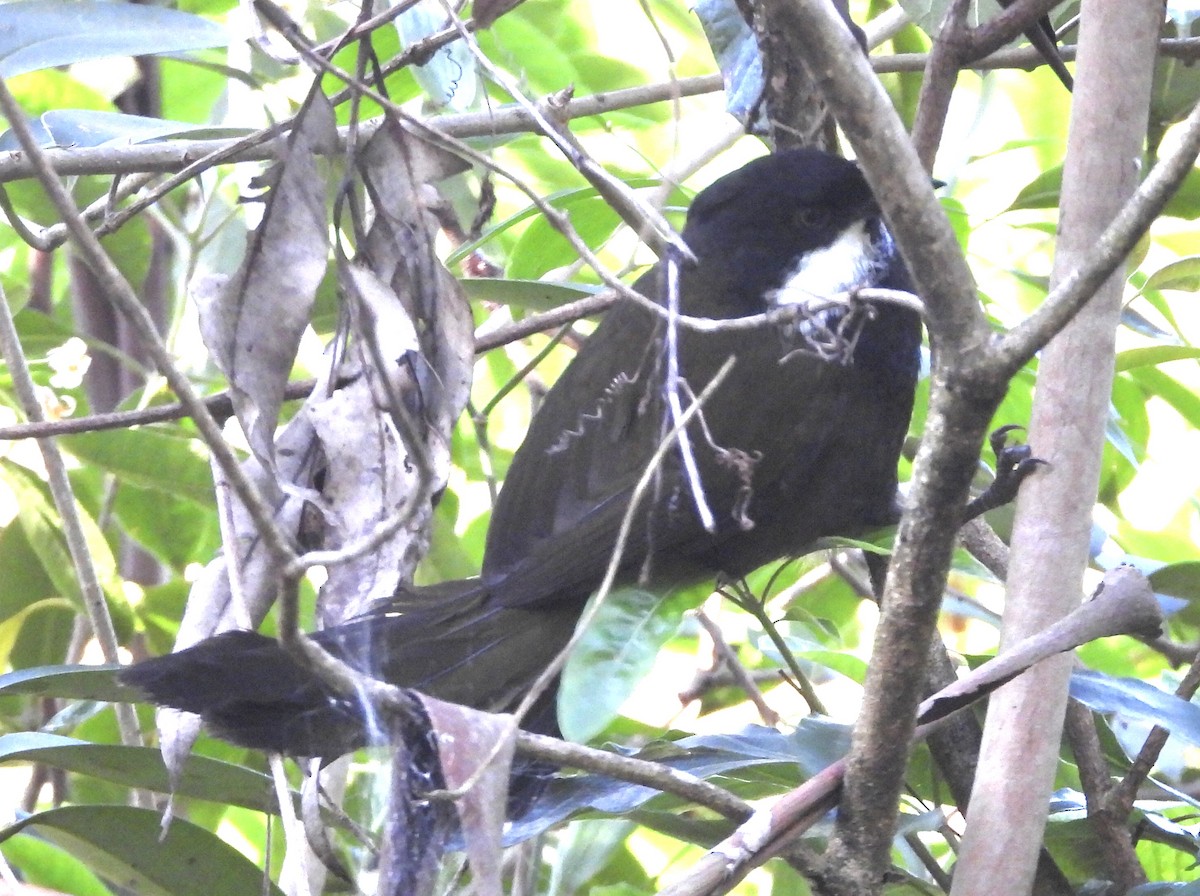 Eastern Whipbird - ML642322064