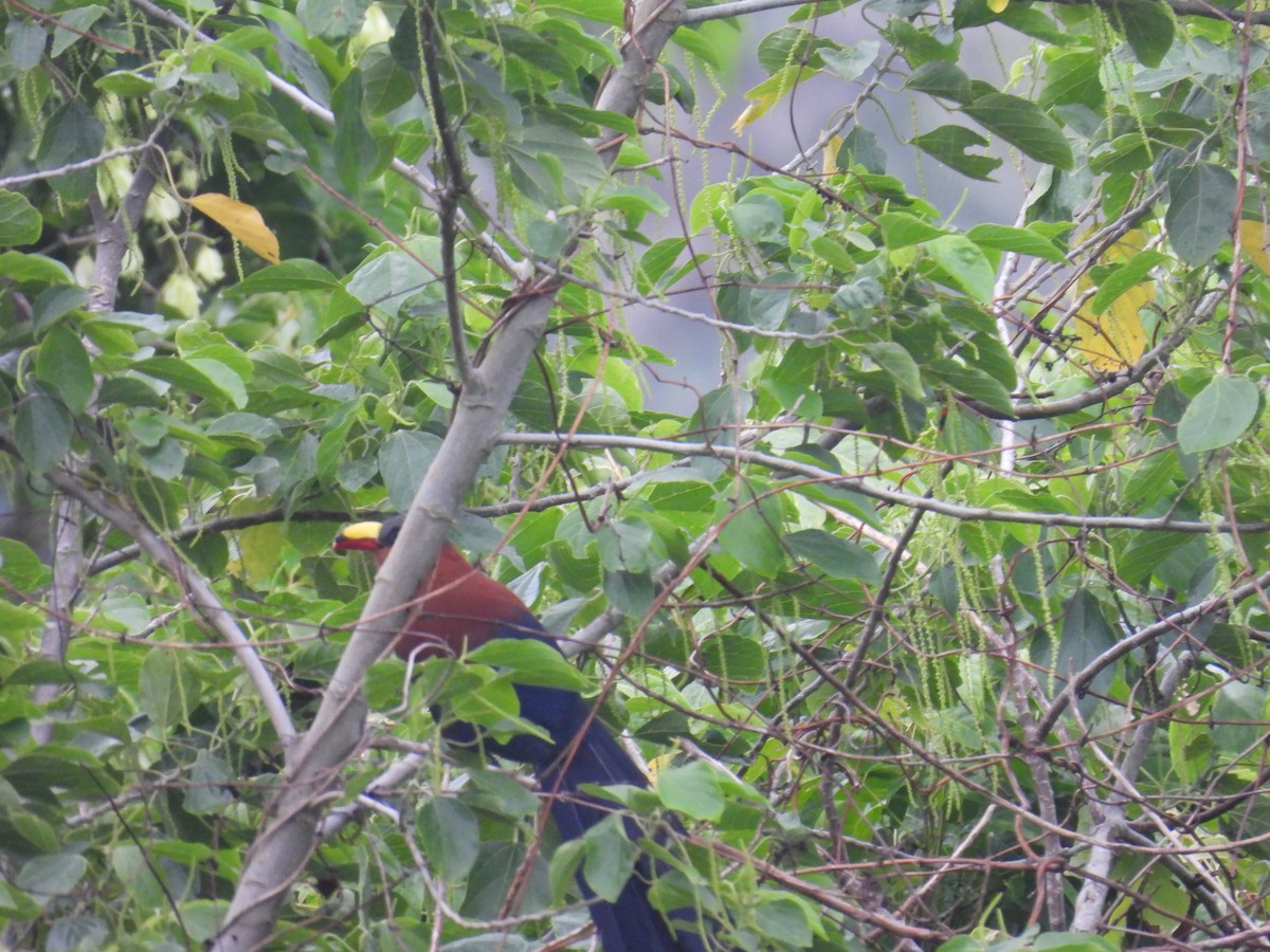 Yellow-billed Malkoha - ML642322088