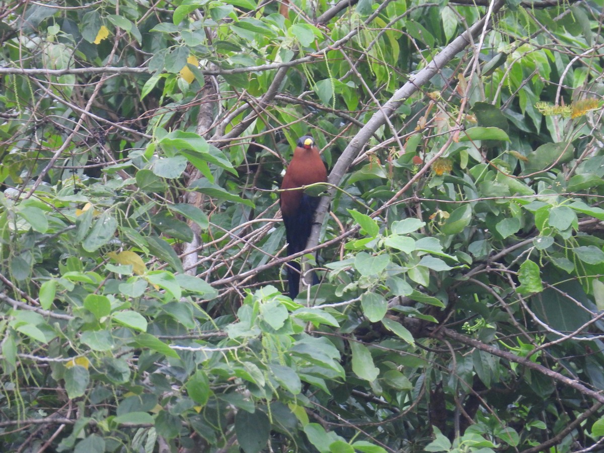 Yellow-billed Malkoha - ML642322090