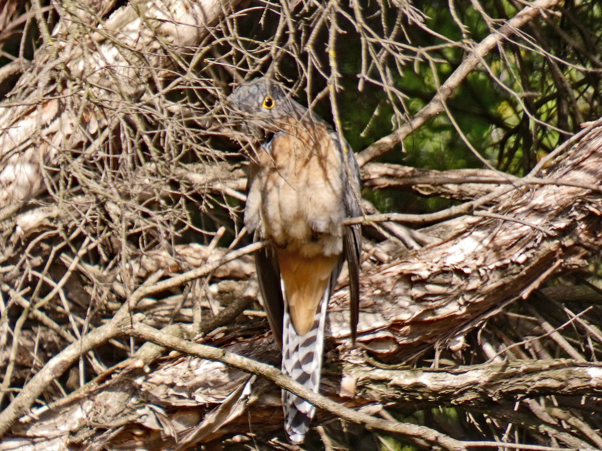 Fan-tailed Cuckoo - ML642322096