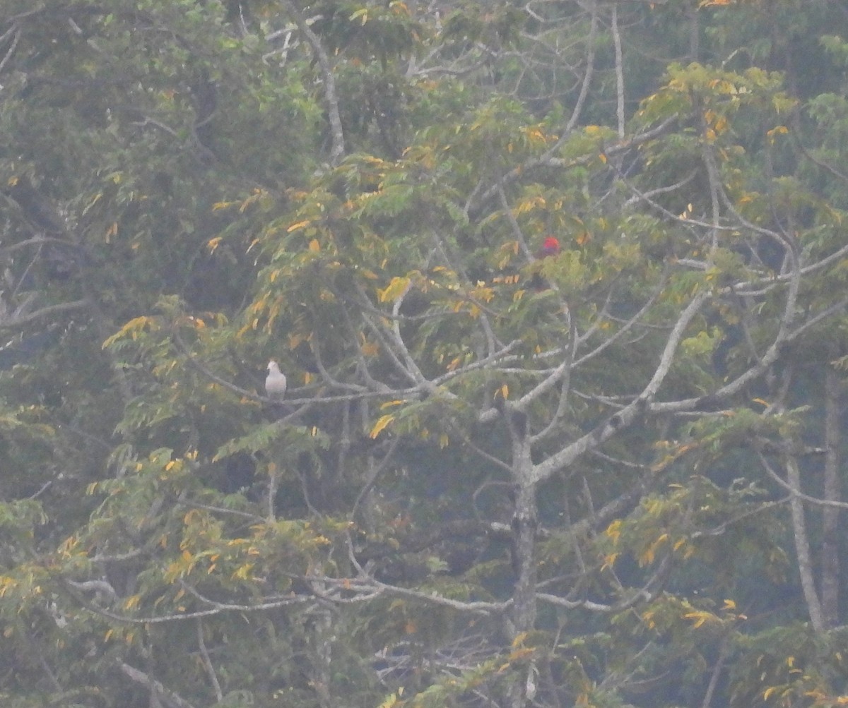 Moluccan Eclectus - ML642322100