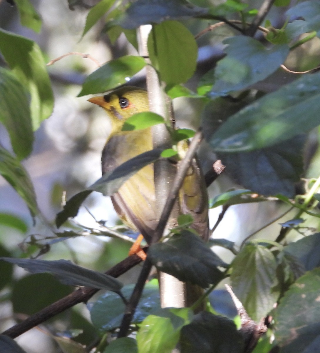 スズミツスイ - ML642322106