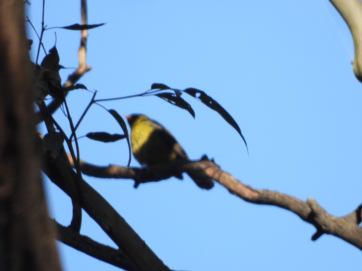 スズミツスイ - ML642322107