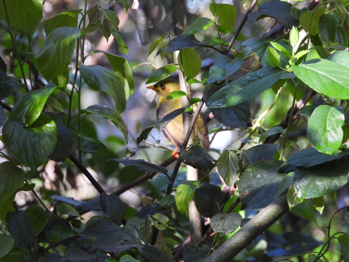 スズミツスイ - ML642322109