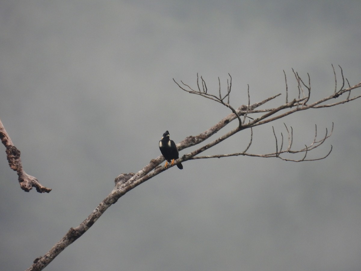 Sulawesi Myna - ML642322115