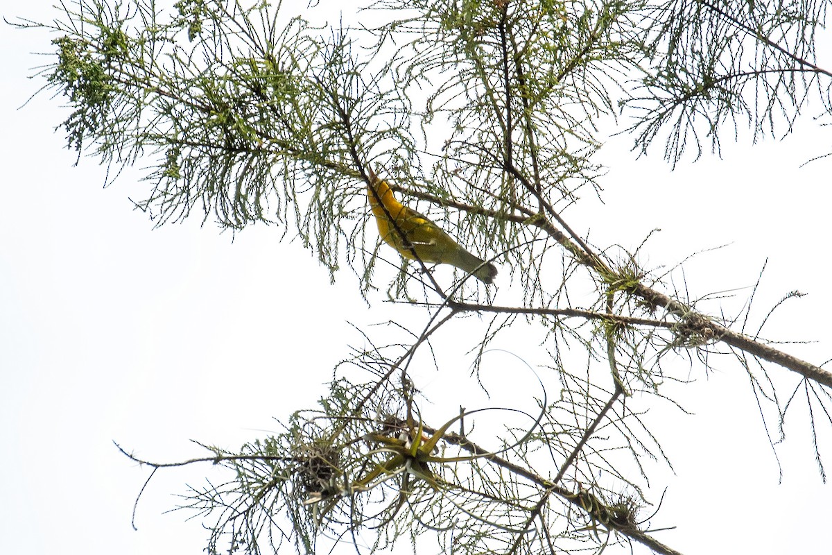 Prothonotary Warbler - ML642322121