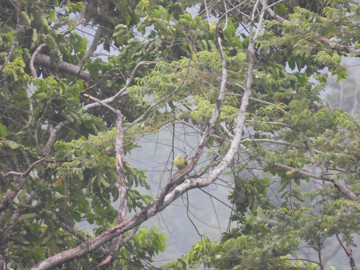 Gray-headed Imperial-Pigeon - ML642322124