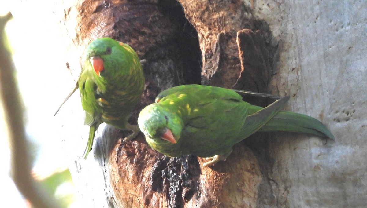 コセイガイインコ - ML642322134