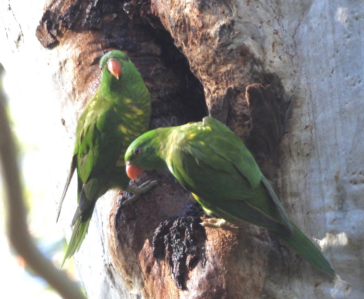 コセイガイインコ - ML642322135