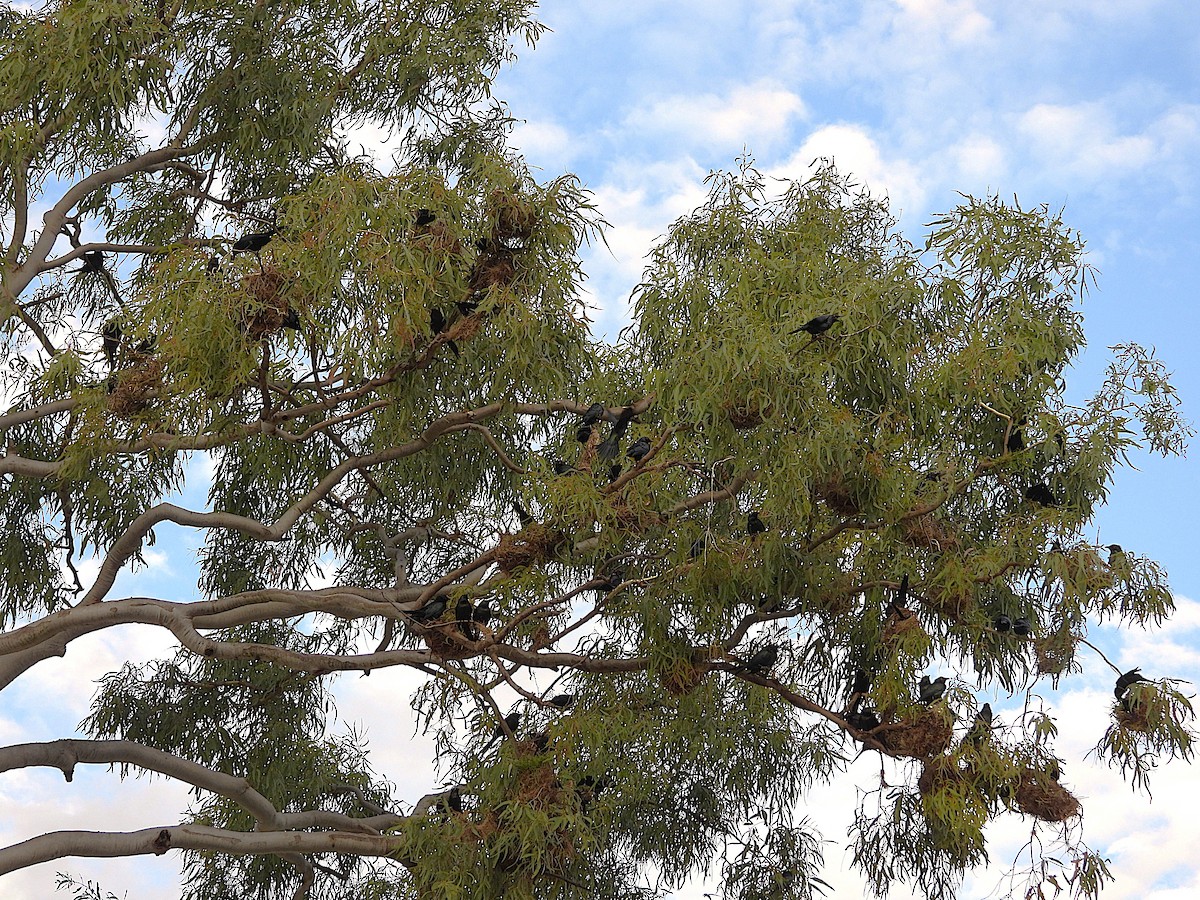 Metallic Starling - ML642322149