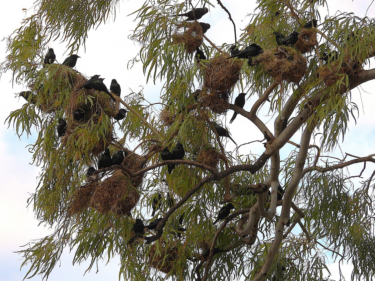 Metallic Starling - ML642322153
