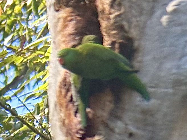 コセイガイインコ - ML642322156